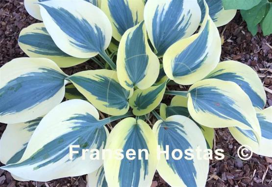 Hosta Ben Vernooij